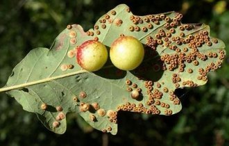 Странные «ягоды» растут на листьях дуба. Какую тайну содержат эти мутации? (6 фото)