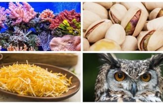 25 занятных фактов, которые очень хорошо запоминаются (26 фото)