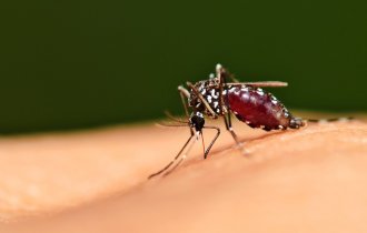 Бой крылатым и ползающим: почему важна борьба с комарами и клещами? (4 фото)