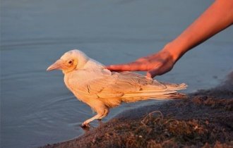 Белые вороны: Судьба «особенных» птиц в стае. Как к ним относятся сородичи на самом деле? (6 фото)