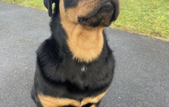 Какая порода собак самая популярная в каждой стране мира (20 фото)