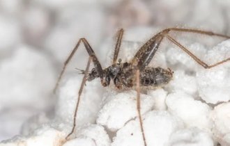 Какие существуют зимние насекомые? Их можно найти даже в лютый мороз! (5 фото)