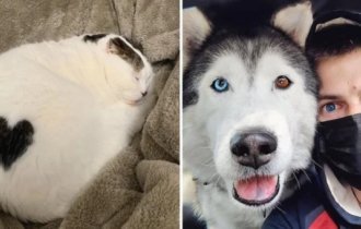 17 раз, когда природа была в ударе, создавая питомцев (18 фото)