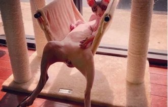 Животные любят и умеют отдыхать (16 фото)