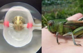 Ученые из MIT: саранча может заменить онколога человеку (5 фото)