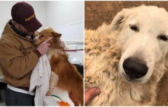 Не теряйте веру: 20+ трогательных случаев, когда вернулись пропавшие собаки (31 фото)