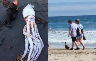 18 strange and unusual things and phenomena that people happened to see on the beach (19 photos)