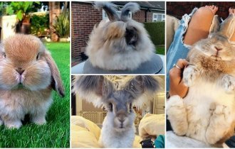 25 фото из жизни милейших кроликов, которых вам захочется срочно тиснуть (25 фото)