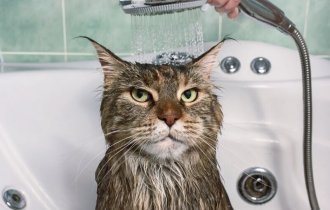 Как мыть домашнюю кошку: 5 заблуждений и интересных фактов (6 фото)