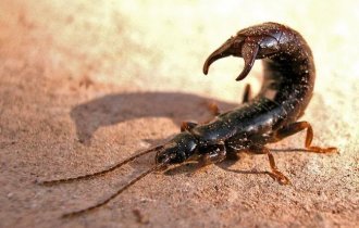 Уховёртка: главный страх детства. Так ли она опасна на самом деле? (5 фото)