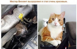 До и после: кошки, выжившие благодаря людям, которые их спасли и полюбили (8 фото)