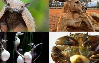 Инцесты, измены, групповуха, детский каннибализм: 20+ фактов о размножении животных (28 фото)