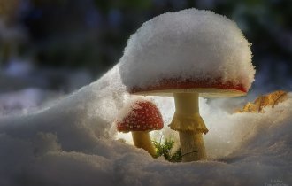 Грибы, грибки, грибочки (23 фото)