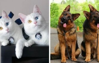 16 снимков  питомцев, которые так похожи друг на друга,  что у их хозяев явно двоится в глазах (17 фото)