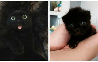 40 очаровательных фото-свидетельств, что черных кошек не стоит опасаться (41 фото)