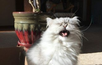15 безумных фотографий котов, которых подловили на середине чиха (15 фото)