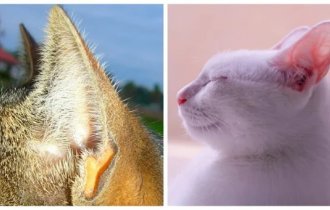 Зачем природа снабдила кошек карманами на ушах? (6 фото)