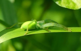 Greenish micromata: the same green spider from the dacha (10 photos)