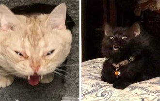 16 неудачных фотографий котов, которые вызывают улыбку (17 фото)