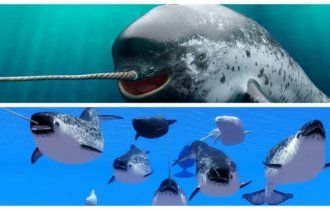 Dangerous, but not practical: why did nature endow the narwhal with a specific horn? (6 photos)