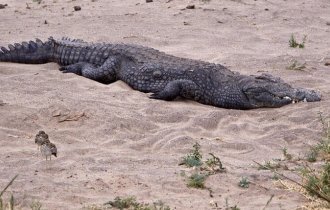 Водяная авдотка: «Невозможный» союз птиц и крокодилов. Они защищают яйца друг друга от хищников (7 фото)