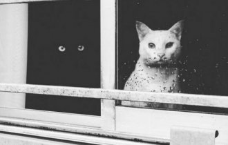 Инь и ян: черные и белые котики, которые выглядят так идеально, что кажутся одним целым (17 фото)