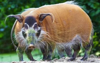 Кистеухая свинья: Злобные хрюшки, которые терроризируют Африку (8 фото)