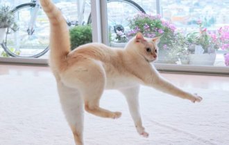 Кошки тоже умеют танцевать: 14 фотодоказательств (14 фото)