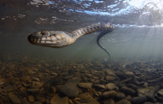 Водяной уж: Полезная и хорошая змея, которую в России всё время путают с гадюкой и убивают за зря (9 фото)