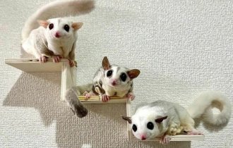 15 очаровательных сумчатых летяг (15 фото)