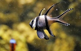 18 рыбок, от красоты которых захватывает дух (18 фото)