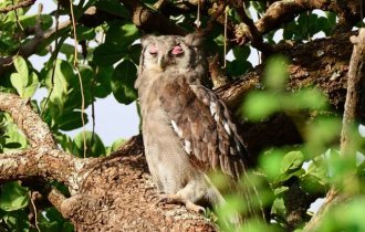 Бледный  филин: Эта птица — повод поверить в сверхъестественное!  Несколько причин, почему сова похожа на привидение (8 фото)