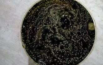 Эстетика плесени: крутые снимки забытых продуктов (13 фото)