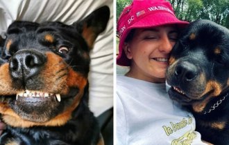20 фотографий, которые доказывают, что ротвейлеры - самая классная порода собак (21 фото)