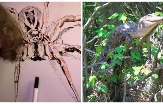 25 тревожных и интригующих фактов о жизни на Земле (26 фото)