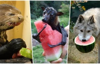 20 прелестных животных, которые просто обожают арбузы (22 фото)