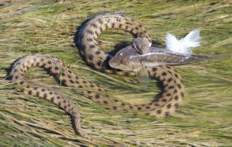 Water snake: it is called the most toxic snake (9 photos)