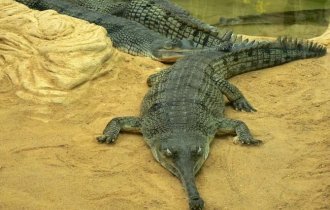 Гавиал: крокодил со смешным органом на носу (8 фото)