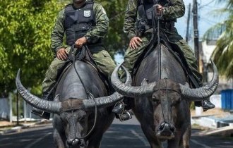 30+ photos proving that Brazilians are great guys! (34 photos)