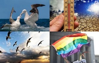 Превратности природы: глобальное потепление сделало альбатросов любителями бара «Голубая устрица» (11 фото)