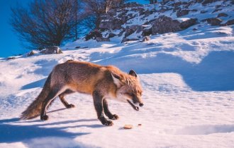 6 интересных фактов о том как зимует лисица (11 фото)