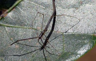 Паук-хлыстовик: Враг своего рода. Паук в виде личинки Чужого мастерски охотится на своих «братанов» (6 фото)