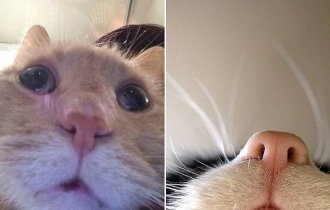 Котохакеры. Фото котов с вебкамер ноутбуков (16 фото)