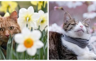 Весняні котики (25 фото)