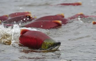 Как и зачем мигрируют рыбы? (6 фото)