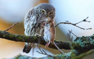 Совы и совята (20 фото)