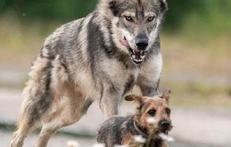Как волки стали собаками? (2 фото)