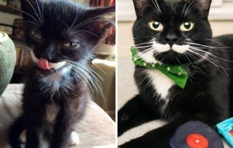 До и после усыновления (37 фото)