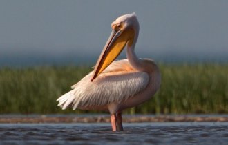 Розовый пеликан, хозяин воды и неба (12 фото + 1 видео)
