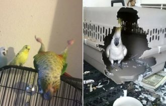 18 funny parrots with which owners are never bored (19 photos)